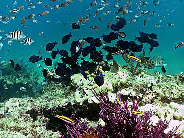 outdoor things to do in florida - Snorkeling at Looe Key Reef