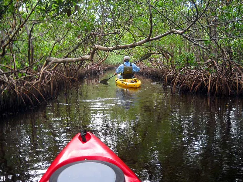 Things to do in Punta Gorda: Kayaking through mangrove tunnel in Charlotte Harbor. (Photo: Bonnie Gross)