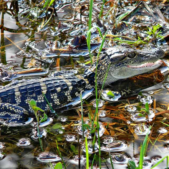 Jonathan Dickinson State Park baby alligator