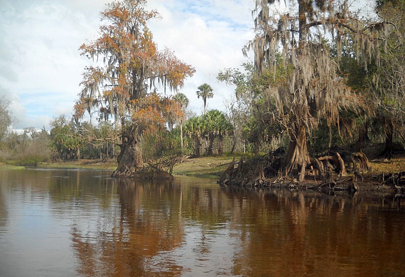 Kayak Peace River Florida: