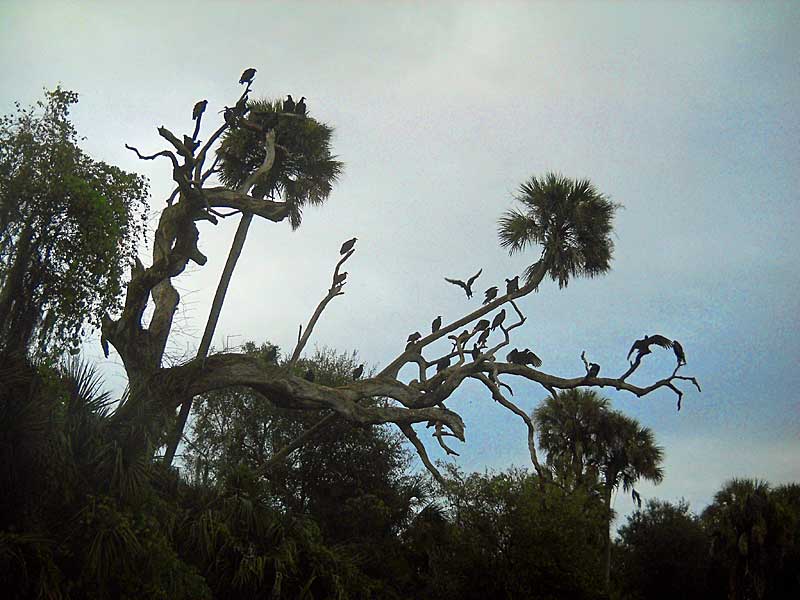 Vultures along Peace River, Florida