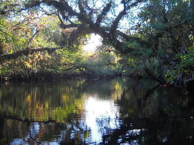St. Lucie River South Branch kayak trail oak tree