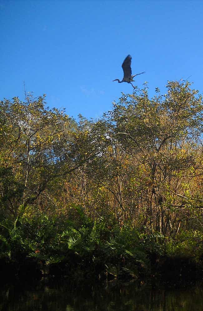 Heron flies over St. Lucie River South Branch