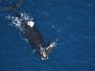 Right whale off Flagler Beach, Florida