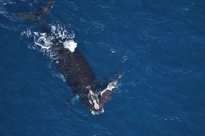 Right whale in Florida.