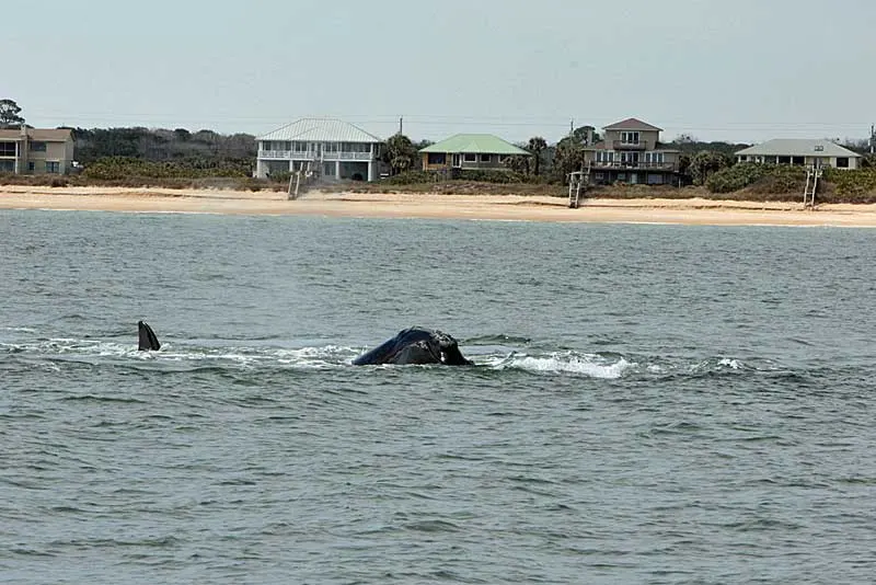 Right whale near shore off Flagler County beach. (Photo courtesy Florida Fish and Wildlife Conservation Commission, taken under research permit issued by NOAA Fisheries.)