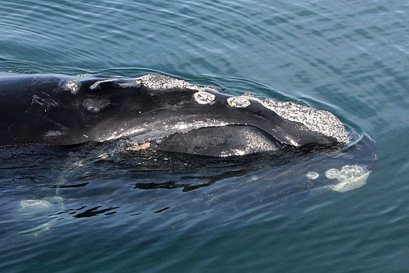Whale watching in Florida: Whitish patches of raised and roughened skin are called callosities. (Photo courtesy Florida Fish and Wildlife Conservation Commission, taken under research permit issued by NOAA Fisheries.)