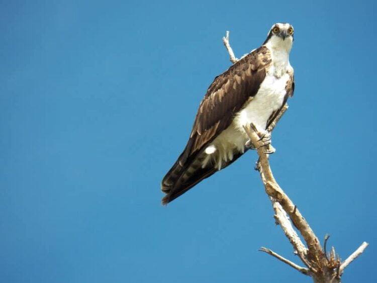 John D. MacArthur State Park: Kayak trail to Munyon Island for beaches, mangrove tunnels 4 Osprey at John D. MacArthur Beach State Park, Florida