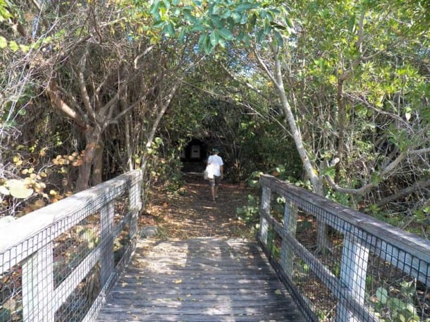 Trail on Munyon Island, John D. MacArthur Beach State Park