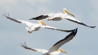 Three white pelicans, Merritt Island, Florida/John Young photo