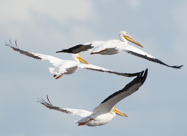 Three white pelicans, Merritt Island, Florida/John Young photo