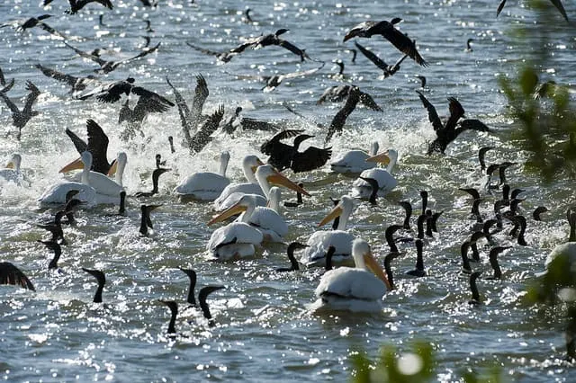 White pelicans and cormorants in feeding frenzy in Florida