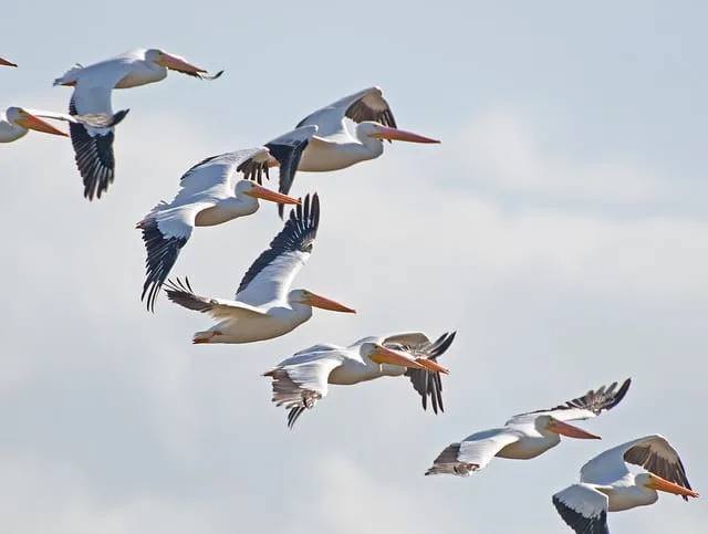 White Pelicans in Merritt Island/ John Young Photo