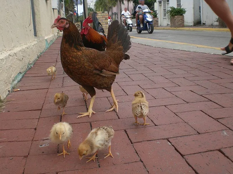"Gypsy" chicken in Key West. (Photo by Marc Averette.)