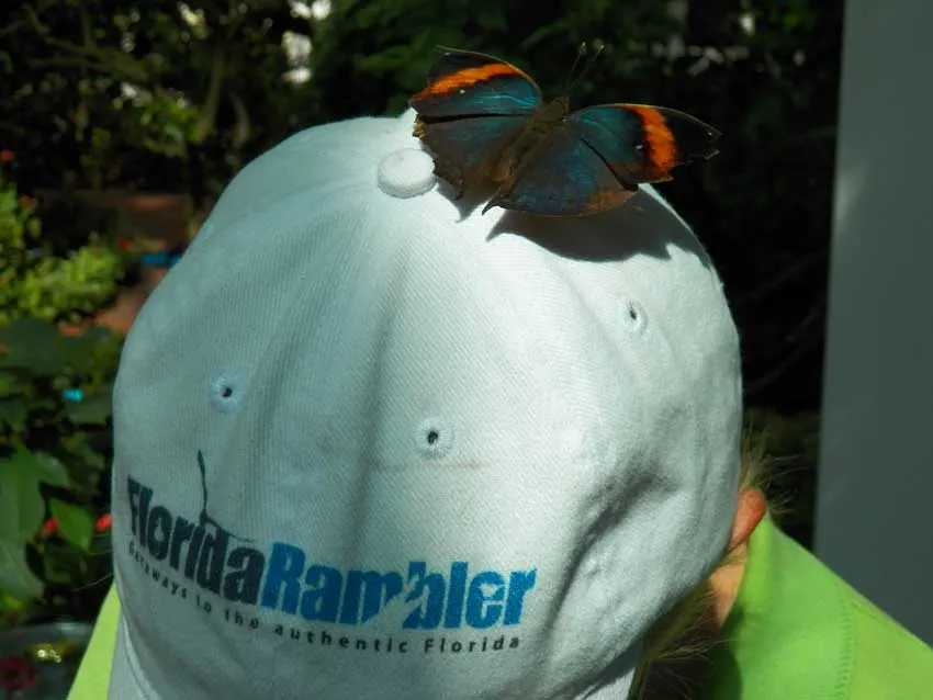 Key West butterfly garden: Hitchhiking butterfly