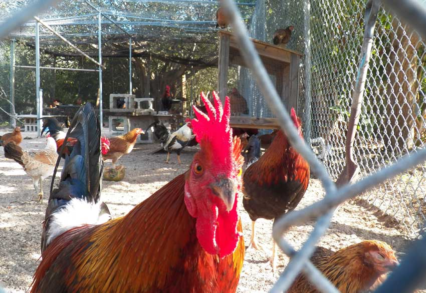 Rooster at Key West Wildlife Center