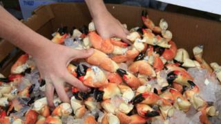 Marathon Seafood Festival: Fresh stone crabs