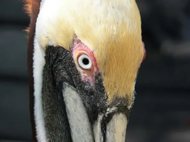 Pelican at Florida Keys Wild Bird Center, Marathon
