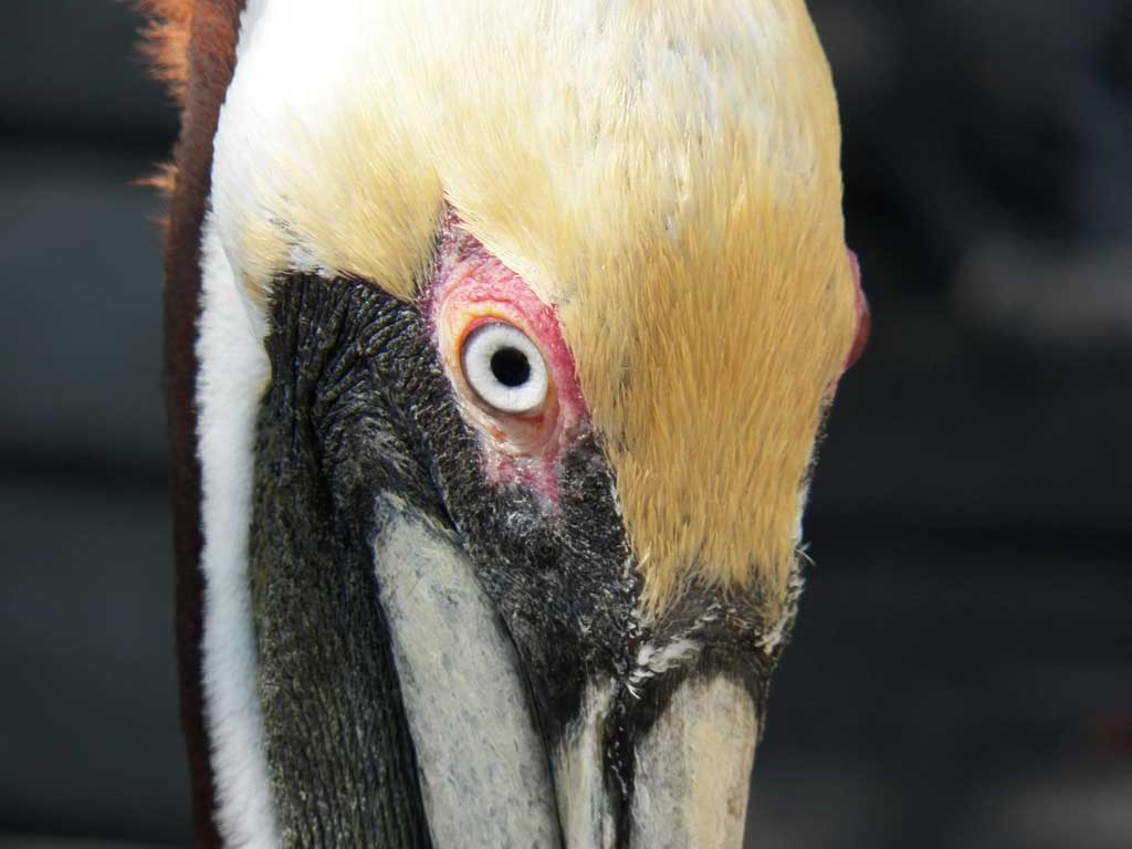 Pelican at Florida Keys Wild Bird Center, Tavernier