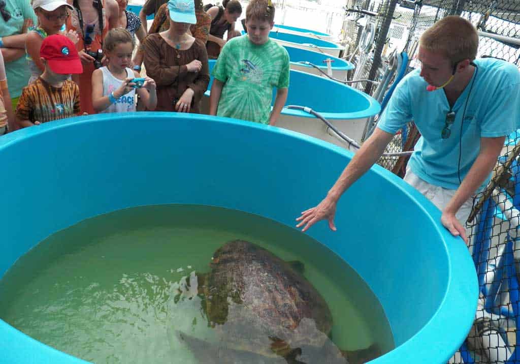 Visitors gather around a tank at the Turtle Hospital in the Florida Keys