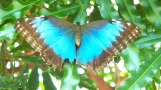 Key West Butterfly Conservatory: Vivid blue butterfly
