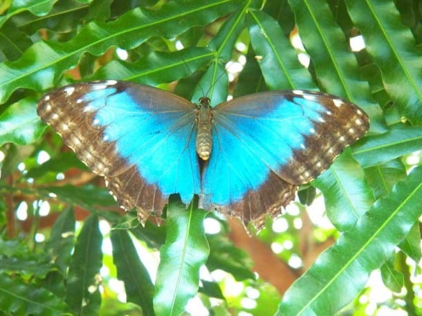 Key West butterfly conservatory: Vivid blue butterfly