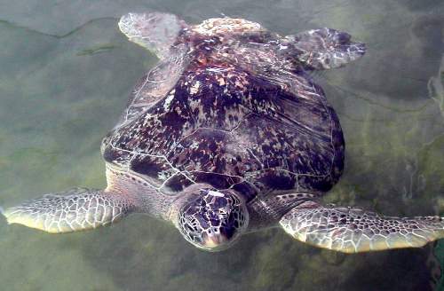 Bubblebutt, first and longest permanent resident of the Turtle Hospital