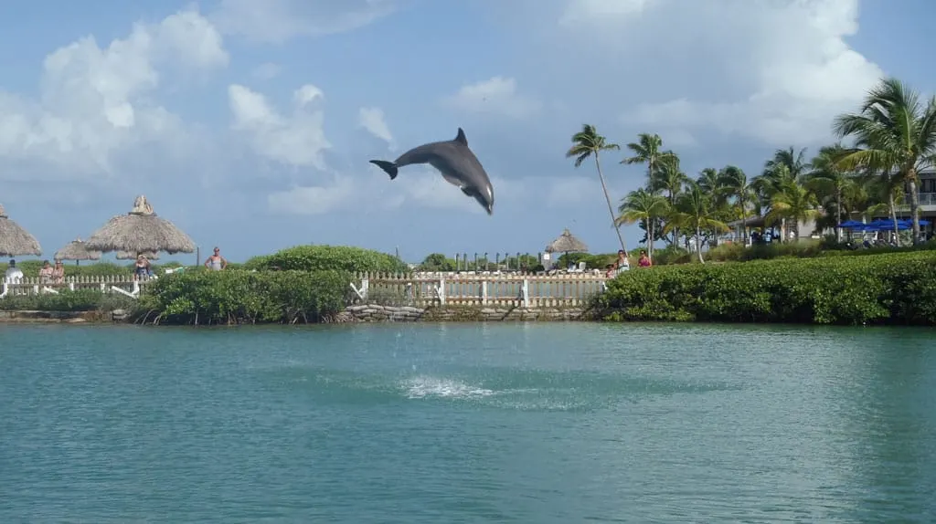 Florida Keys roadtrip and wildlife: Dolphin Research Center in Marathon