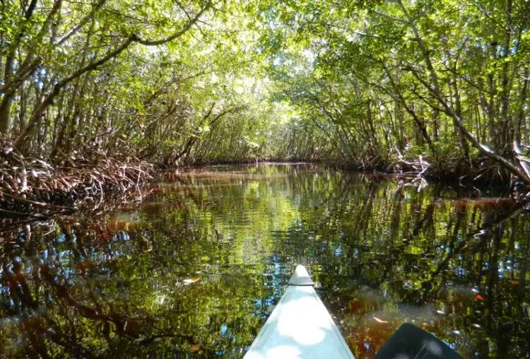 Kayak trail at Collier-Seminole State Park near Naples