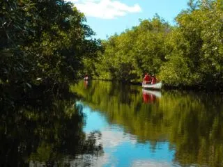Kayakers at Collier-Seminole State Park near Naples