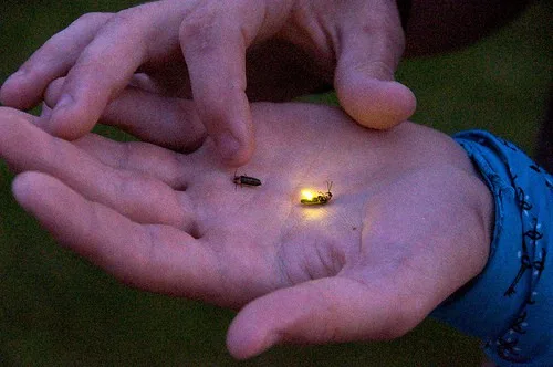 Fireflies in Florida