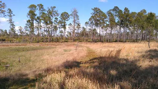 Dry pond in Ocala National Forest