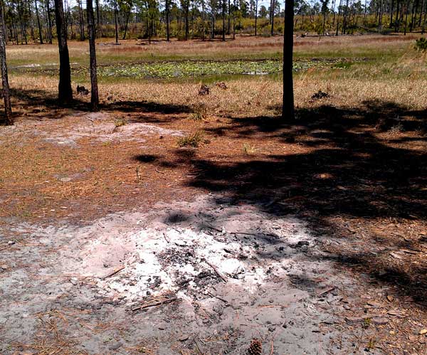 Campfire cleanup in Ocala National Forest