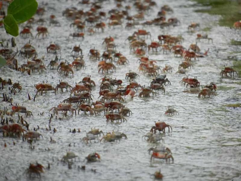 Army of fiddler crabs at Tigertail Beach on Marco Island. (Photo: Bonnie Gross)