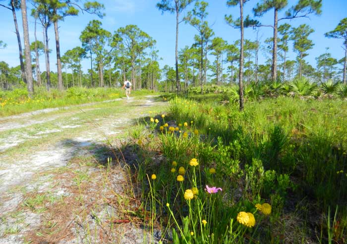 Things to do in Jupiter FL: Hike a trail at Jonathan Dickinson State Park. (Photo: Bonnie Gross)