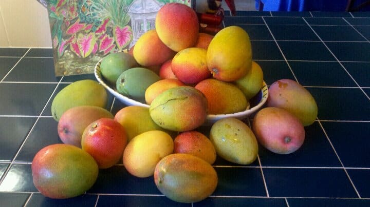Florida Mangoes from Bonnie's yard for Mango Chutney recipe