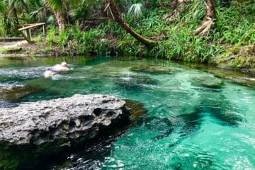 Swimmer explores Rock Springs Run at Kelly Park. (Photo by Bonnie Gross)