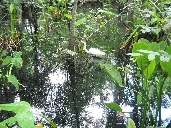 Audubon Corkscrew Swamp Sanctuary Naples Great Egret