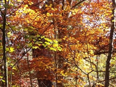 Fall colors can be seen at Florida's Torreya State Park
