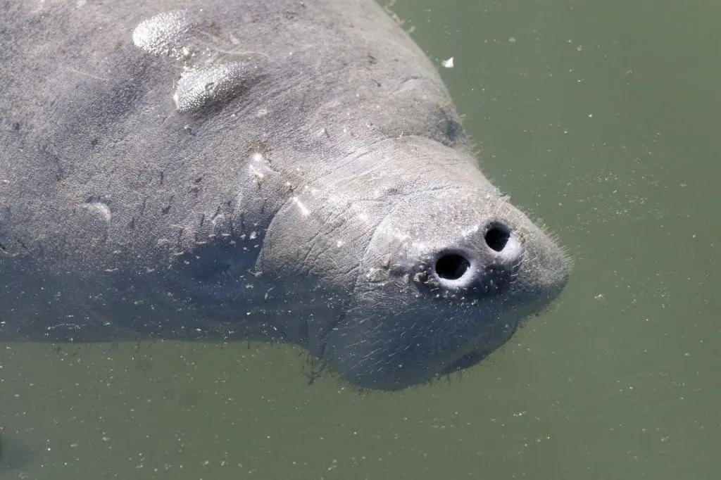 Florida Keys wildlife: Manatees are present throughout the year. (Photo: Bonnie Gross)