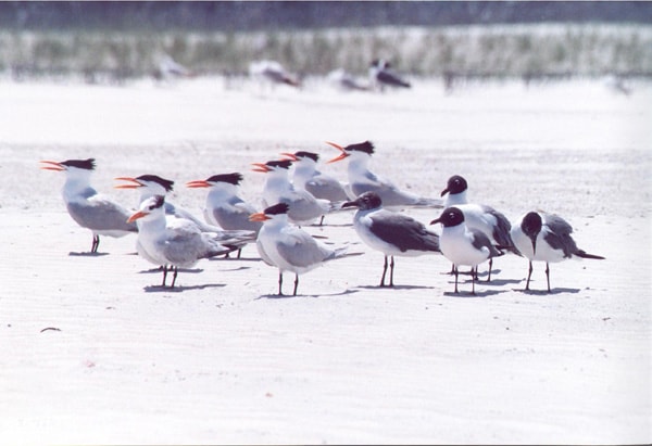 Best Florida camping: You'll love the bird life at Anastasia State Park.