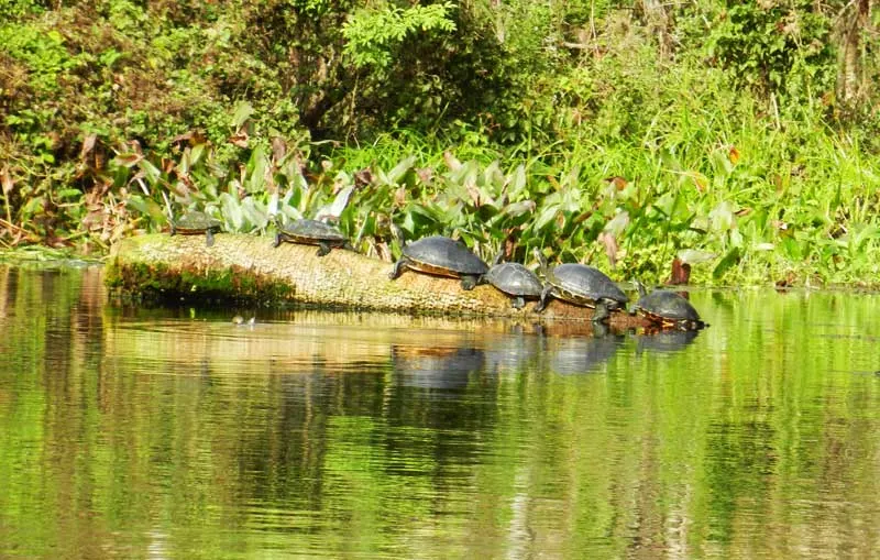 Six turtles at Silver Springs River, which offers some of the best kayaking in Florida