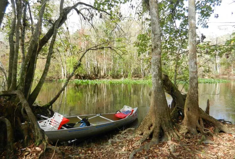 Ocala springs: Our picnic site amid cypress trees and knees on the Ocklawaha River, one of the less-busy spots for Ocala kayaking. (Photo: Bonnie Gross)