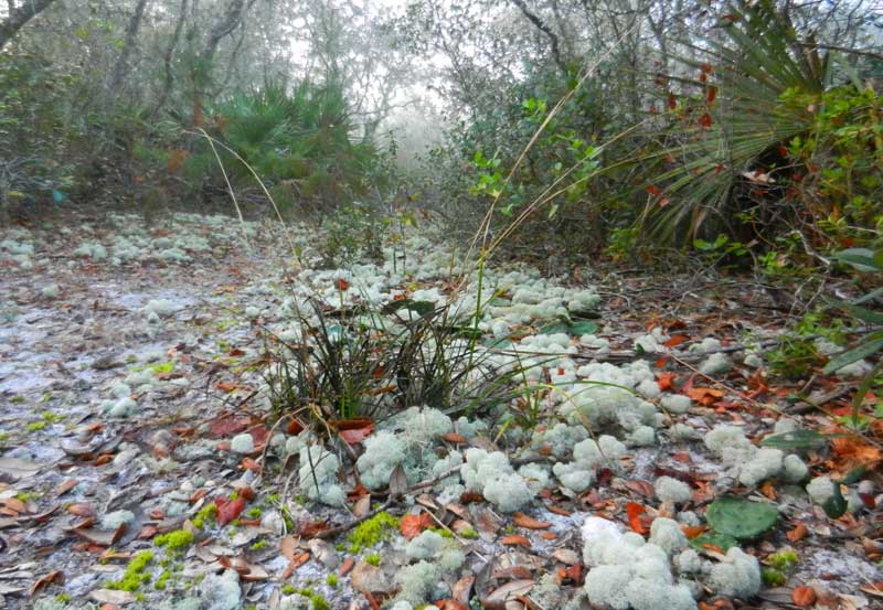 Deer moss on a foggy morning created a fairyland setting at Silver Springs State Park. (Photo: Bonnie Gross)