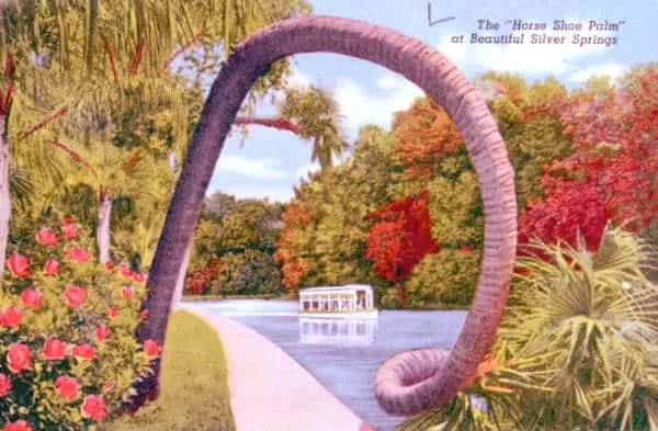 This horseshoe palm pictured in this 1940s postcard of Silver Springs is still there!