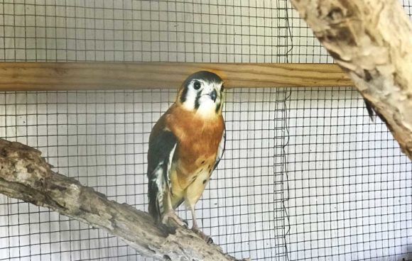 Free things to do in Key West: An injured American kestrel is one of the birds at the Key West Wildllife Center