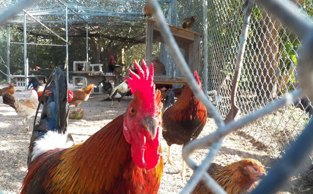 The Key West Wildlife Center rescues and rehabilitates birds, and serves as a temporary home to nuisance chickens and roosters that roam the city. It's a free, fun stop for families