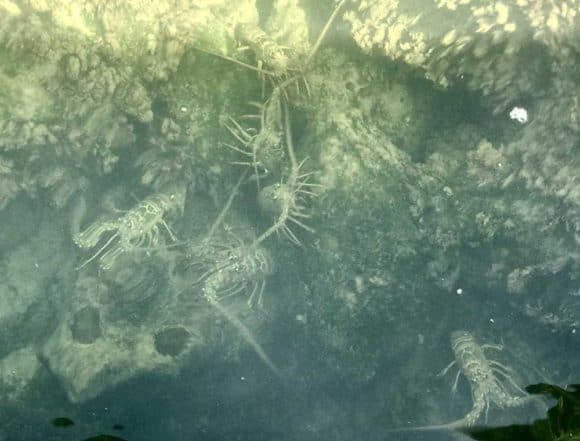Looking into the water along the White Street Pier, dozens of lobsters wree visible in shallow clear water. (Photo: Bonnie Gross)