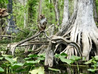 Rhesus monkey at Silver Springs State Park in Ocala. (Photo: Bonnie Gross)