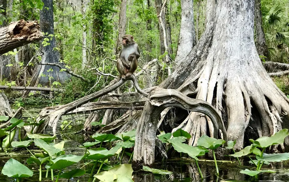 Rhesus monkey escaped from a jungle attraction decades ago and can be spotted in Silver Springs State Park in Ocala. (Photo: Bonnie Gross)